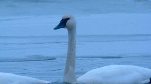 Trumpeter Swans. Stock Footage 38846665