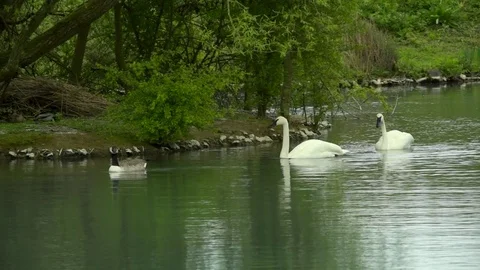 Trumpeter swans 스톡 동영상 74533298
