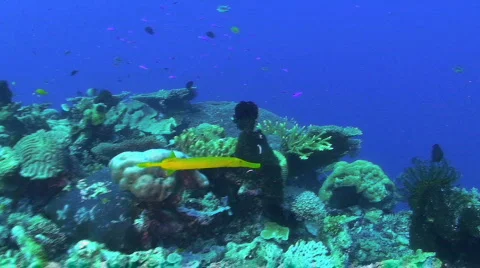 Trumpetfish 動画素材 351264