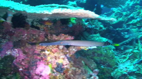 Trumpetfish 動画素材 351729