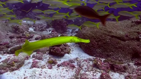 Trumpetfish Video stock 78384599