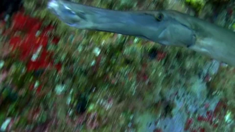 Trumpetfish Video stock 78474320