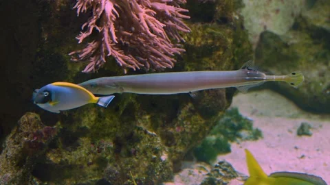A Trumpetfish Stock Footage 239580238