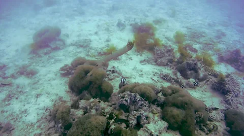 A Trumpetfish is seen while diving the Indian Ocean in Zanzibar, Tanzania. Stock Footage 35510763