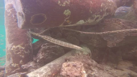 Trumpetfish under a dock Video stock 222658281