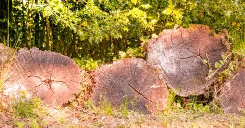 Trunc of tree cut. Stock Photos