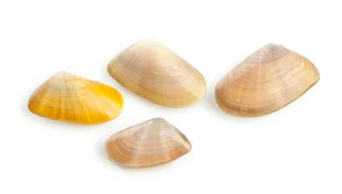 Truncate donax Stock Photos