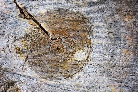 Truncated tree trunk. Stock Photos