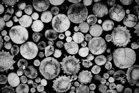 Truncated tree trunks Stock Photos