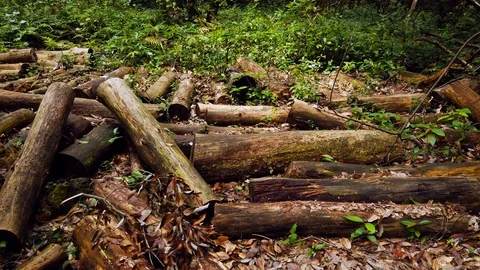 Truncated trees in the virgin forest. Stock Footage 116862534
