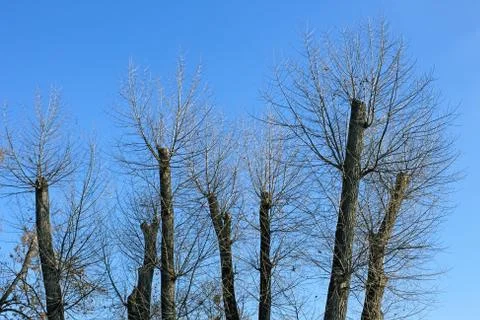 Truncated of treetops Foto stock