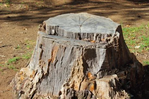 Truncated trunk Stock Photos