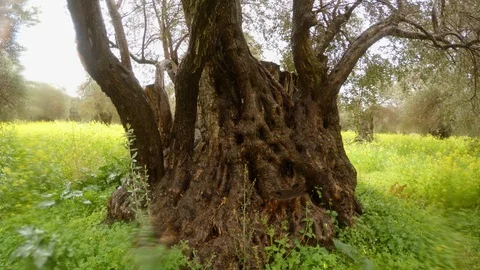 Trunk of 400-year-old olive tree close-up under heavy rain in the field of Stock Footage 81627037