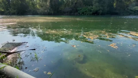 Trunk in Aare river with algae and sunbeams. Riparian forest near Brugg. Stock Footage 139792367