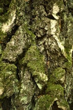 Trunk of aged birch tree covered with lichen and moss. Closeup vertical image Stock Photos