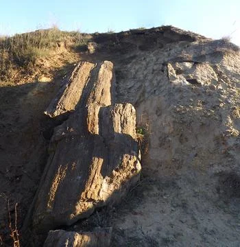 The trunk of an ancient petrified tree. Stock Photos