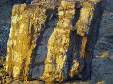 The trunk of an ancient petrified tree. 스톡 사진