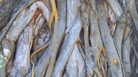 Trunk of ancient tree. Close-up giant tropical tree trunk. Background. Stock Footage 306651326
