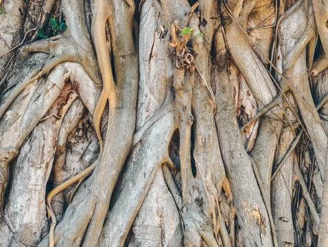 Trunk of ancient tree. Close-up giant tropical tree trunk. Background. Stock Photos