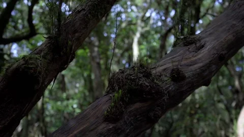 The trunk of an ancient tree is overgrown with moss. Anaga National Reserve Stock Footage 231494786
