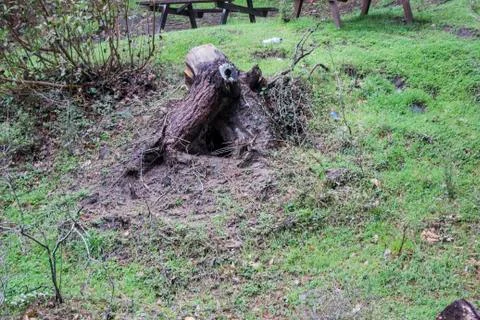 Trunk from an Ancient Tree Stock Photos