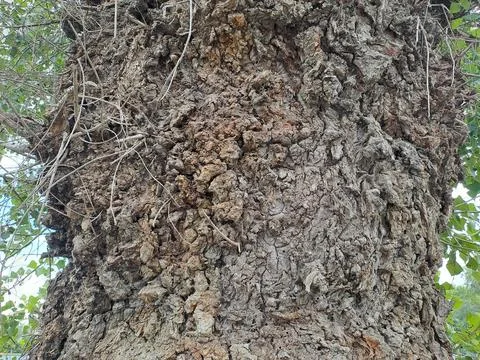 The trunk and bark of an old tree Stock Photos