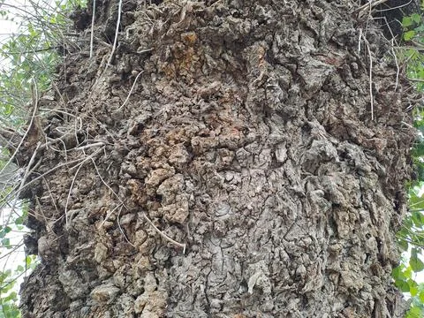 The trunk and bark of an old tree Stock Photos