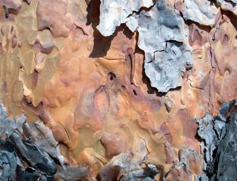 Trunk and bark of the pine tree closeup Stock Photos