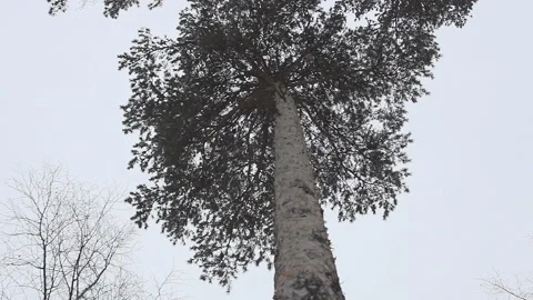 Trunk and bark of pine in the winter snowy forest. crown of a coniferous tree Stock Footage 86205237