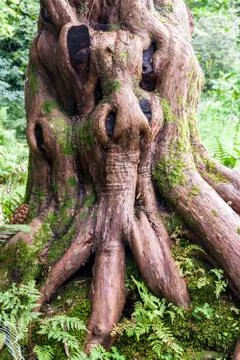Trunk and base of a tree with character County Wicklow Foto stock