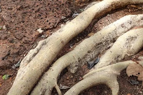 Trunk and big tree roots, Tree roots tangle around each other on the floor. Stock Photos