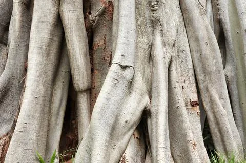 Trunk and big tree roots, Tree roots tangle around each other on the floor. Stock Photos