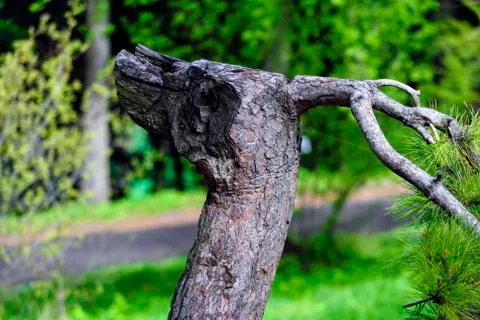 The trunk and branch of the pine, like the head of a dragon. Stock Photos