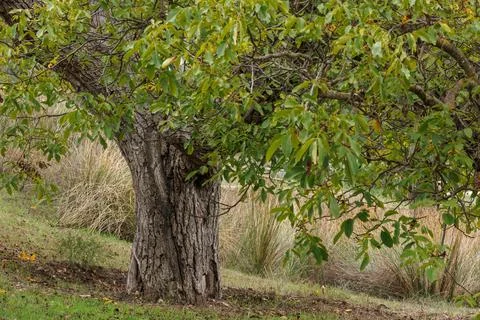 Trunk and branches of ancient common walnut in autumn Stock Photos
