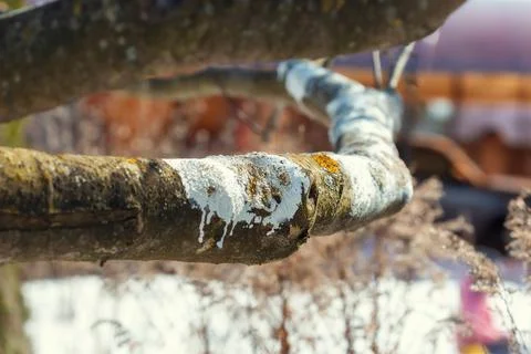 The trunk and branches of an apple or pear tree covered with white paint Foto stock