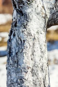 The trunk and branches of an apple or pear tree covered with white paint Stock Photos