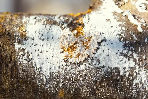 The trunk and branches of an apple or pear tree covered with white paint Foto stock