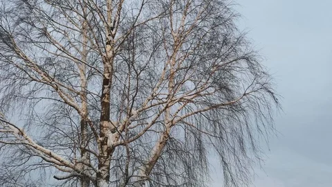 The trunk and branches of the birch are covered with snow, in winter on a cloudy Stock Footage 120551455