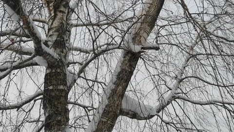 The trunk and branches of the birch are covered with snow, in winter on a cloudy Stock Footage 120551520