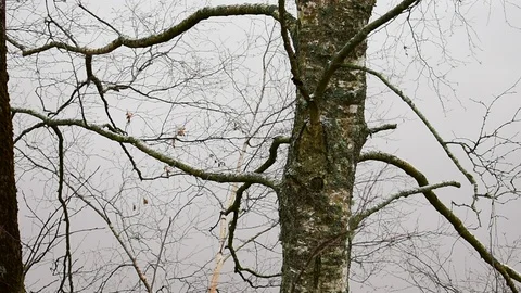 Trunk and branches of a birch, medium shot Stock Footage 118907911