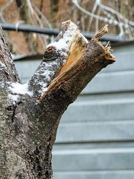 The trunk and branches of the bird cherry are covered with the first snow. Ba Stock Photos