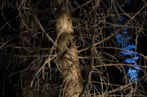 Trunk and branches of conifer tree ( evergreen ) - detail of plant. Stock Photos