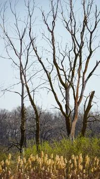 Trunk and branches of dead/dying tree in the prairie Stock Photos