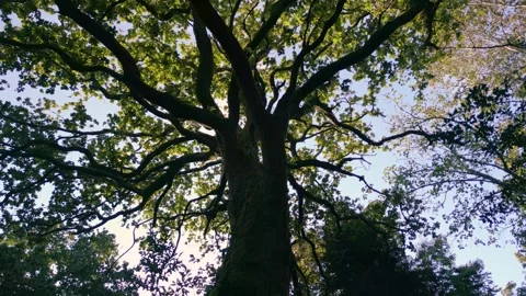 Trunk And Branches Of Deciduous Tree. low angle, ascend Stock Footage 256095415