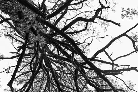 Trunk and branches of a dried tree Stock Photos