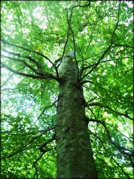 Trunk and branches of green tree in the forest Stock Photos