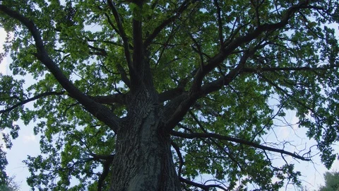 Trunk and Branches of an Oak Tree from Skyward Perspective Vidéo 97466839