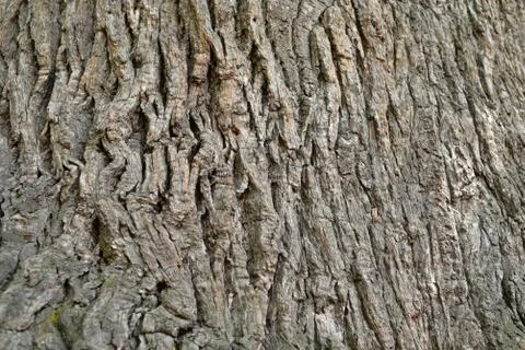 The trunk and branches of an old oak tree viewed from below. Crown of an old  Stock Photos