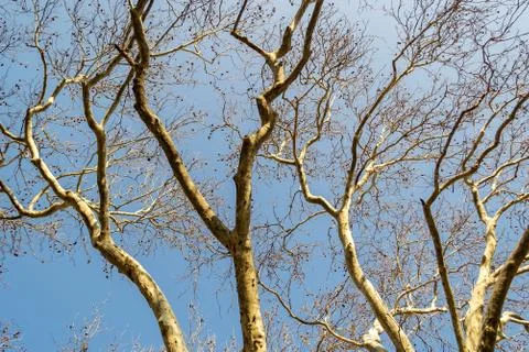 Trunk and branches of an old plane tree with spotted bark against a blue sky Stock Photos