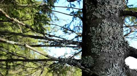 Trunk and branches of a pine tree with moss on it Stock Footage 33642547